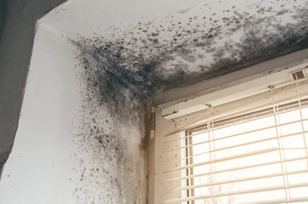 Affordable Black Mold Removal solutions in Lakewood, NJ